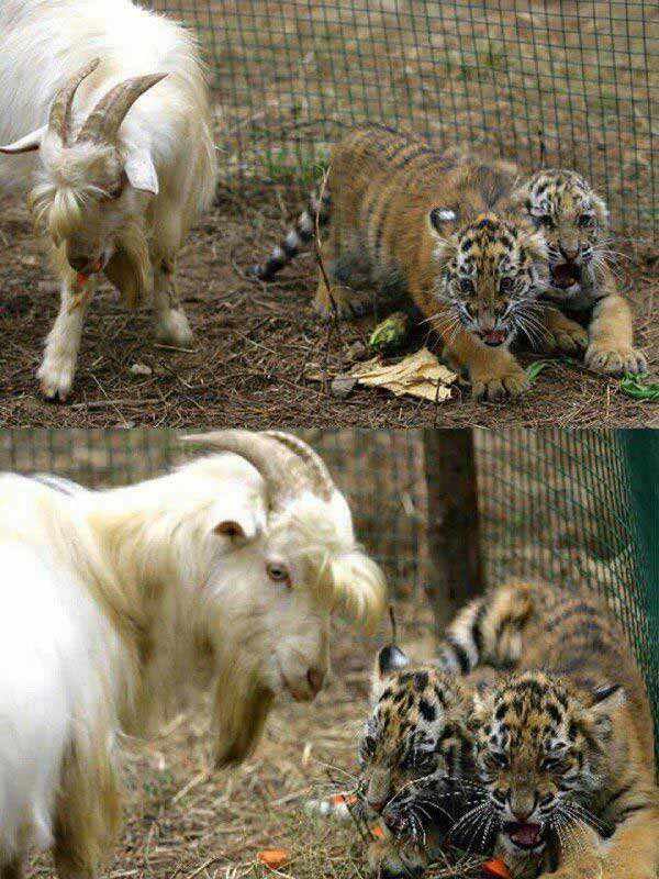 بزی که مادر 2توله ببره