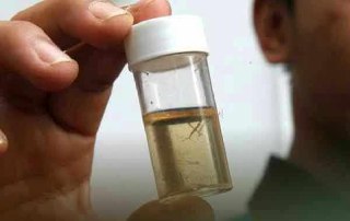 در ایسلند فقط یک پشه وجود دارد