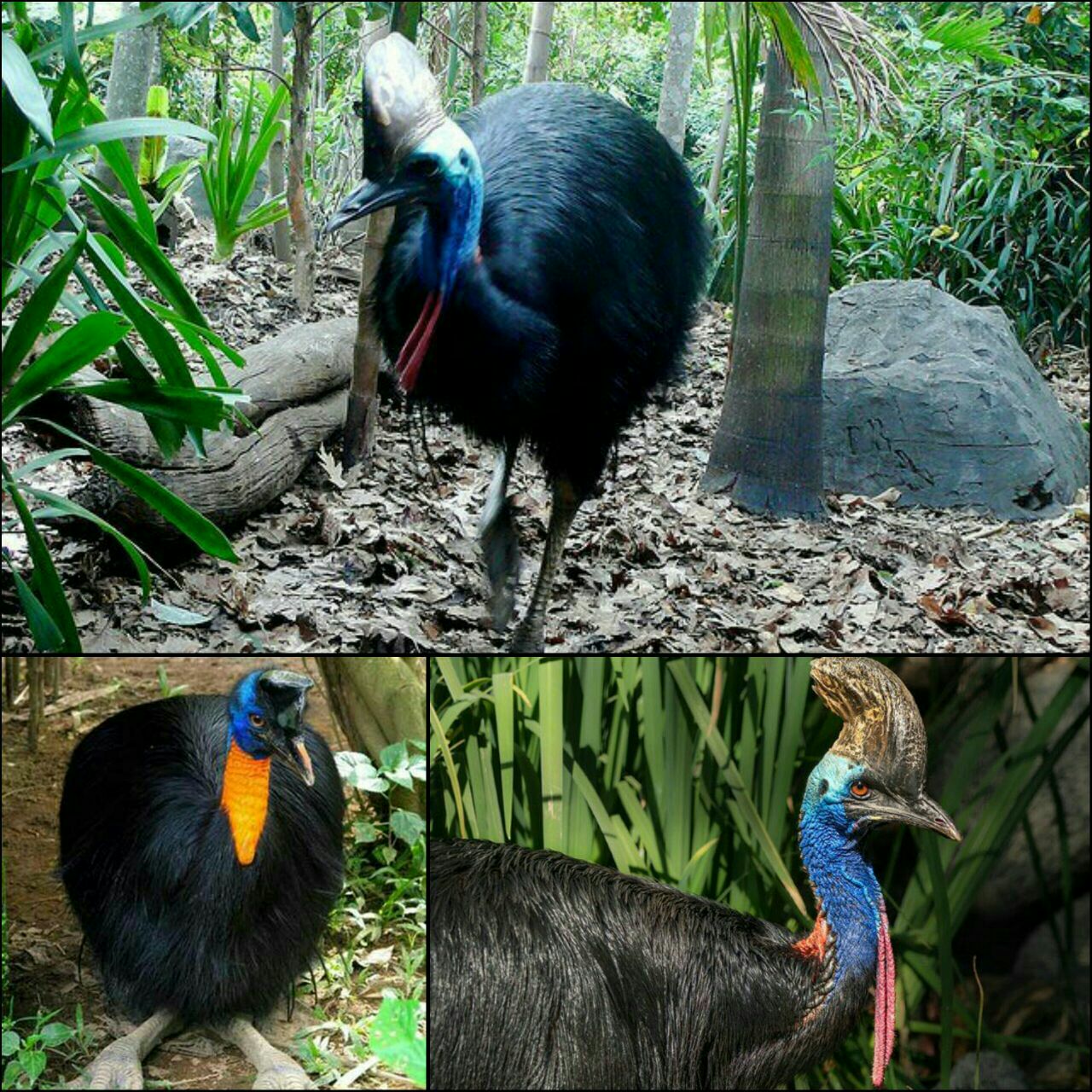 خطرناکترین پرنده جهان