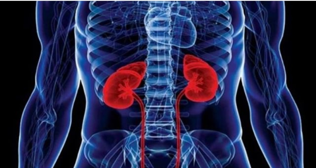 کلیه ها