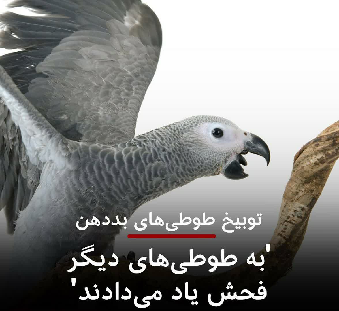 توبیخ ۵طوطی بددهن