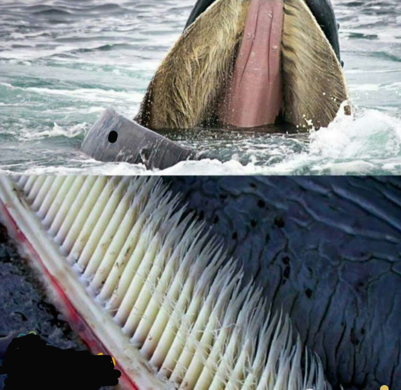 عجیب ترین دندان های جهان را وال آبی داره