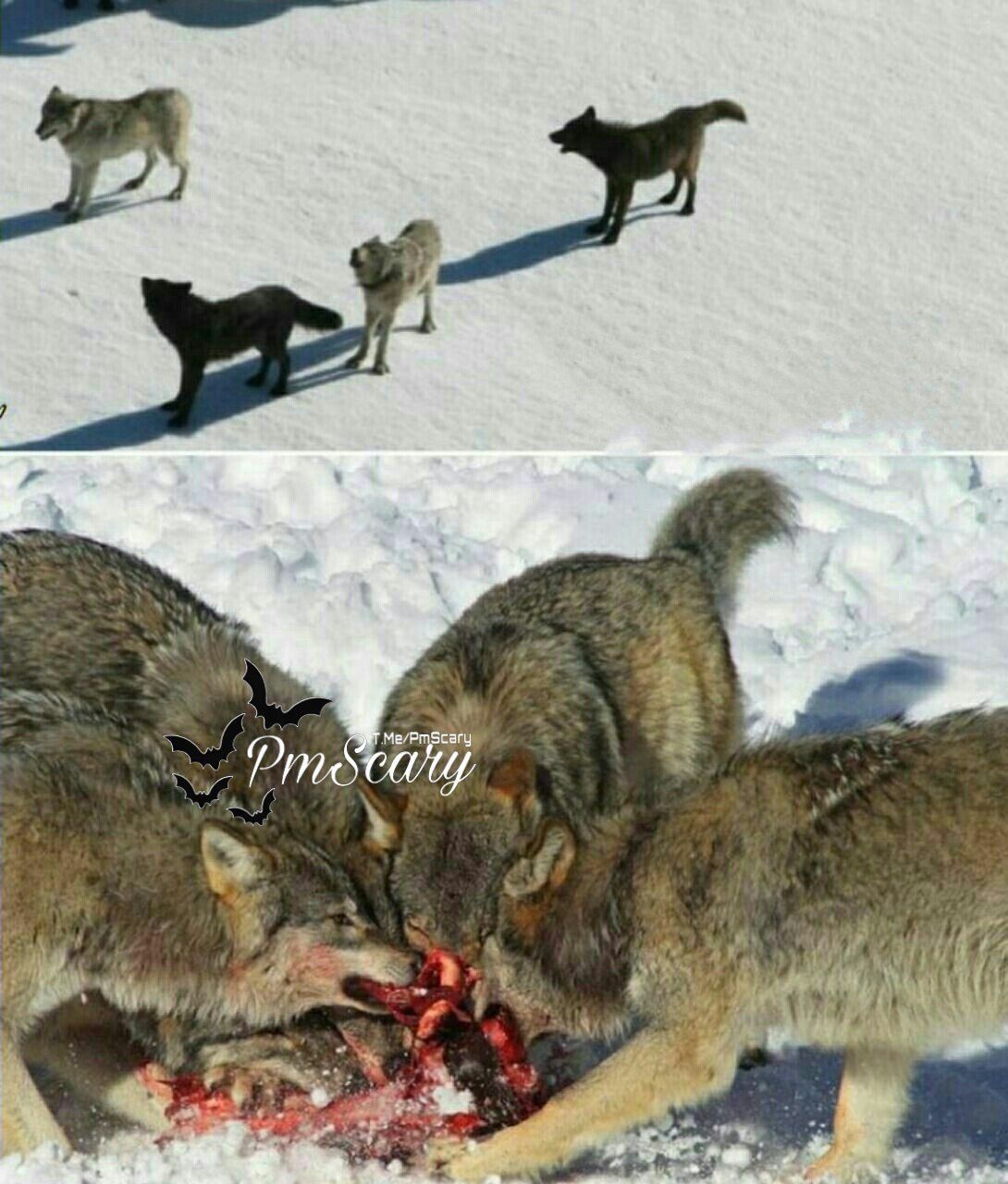 رفتار گرگها در وقت قحطی