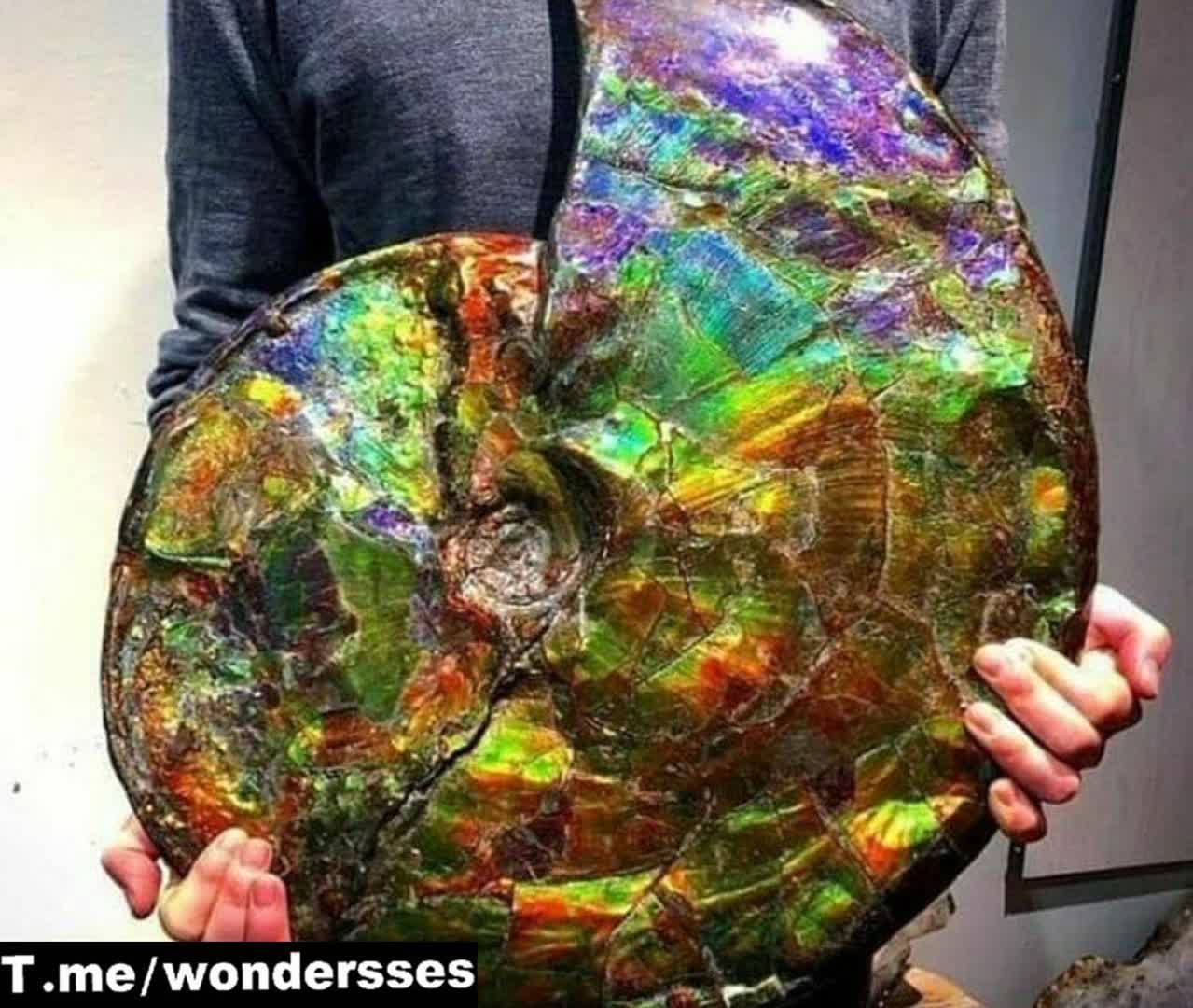 فسیل حلزون که ۷۱ میلیون سال قدمت