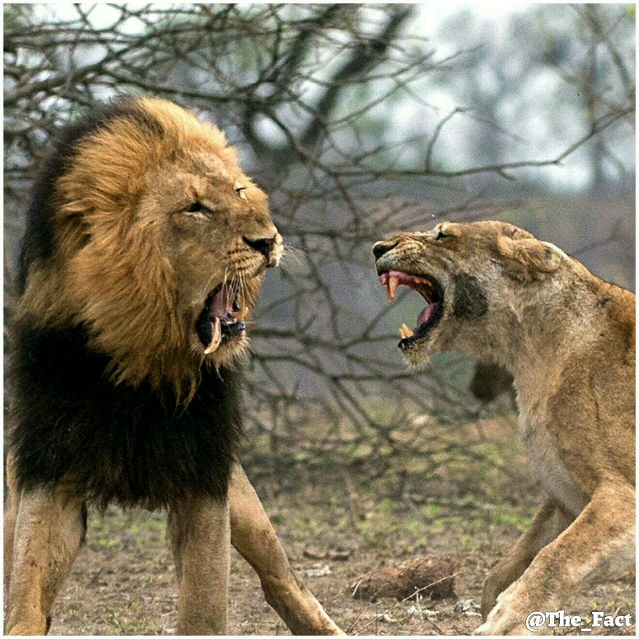 ترس سلطان جنگل از جنس ماده