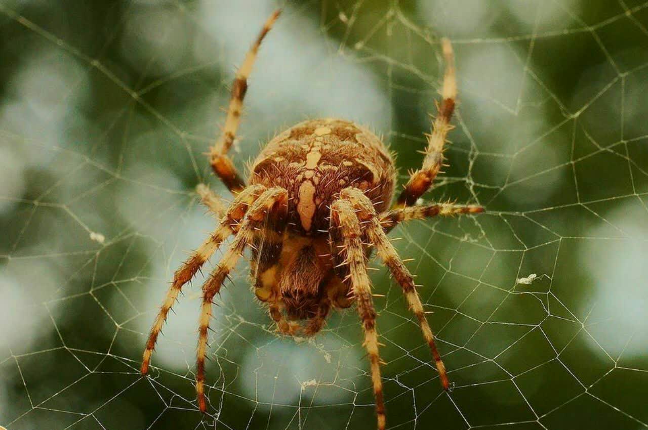 حقایقی جالب درباره عنکبوت‌ها