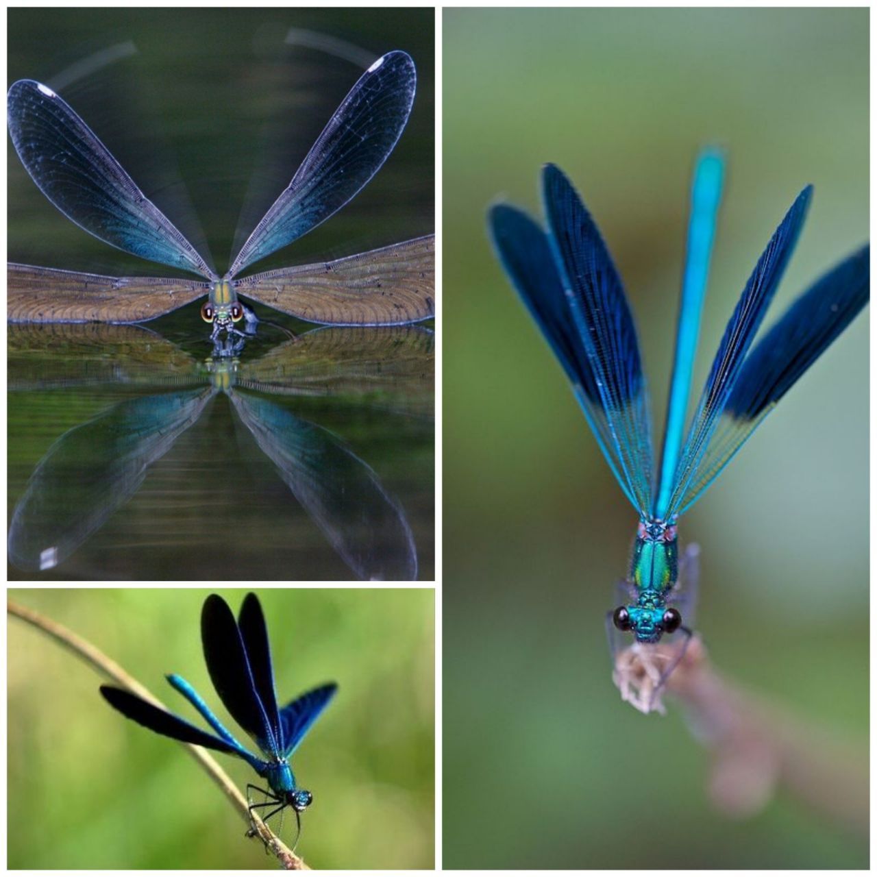 سنجاقک های بدنساز