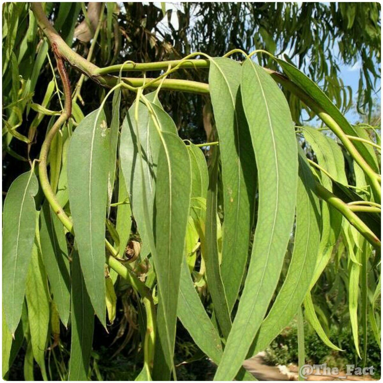 گیاهی که طلا دارد
