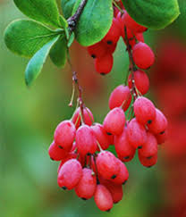 گیاهان دارویی (زرشک)