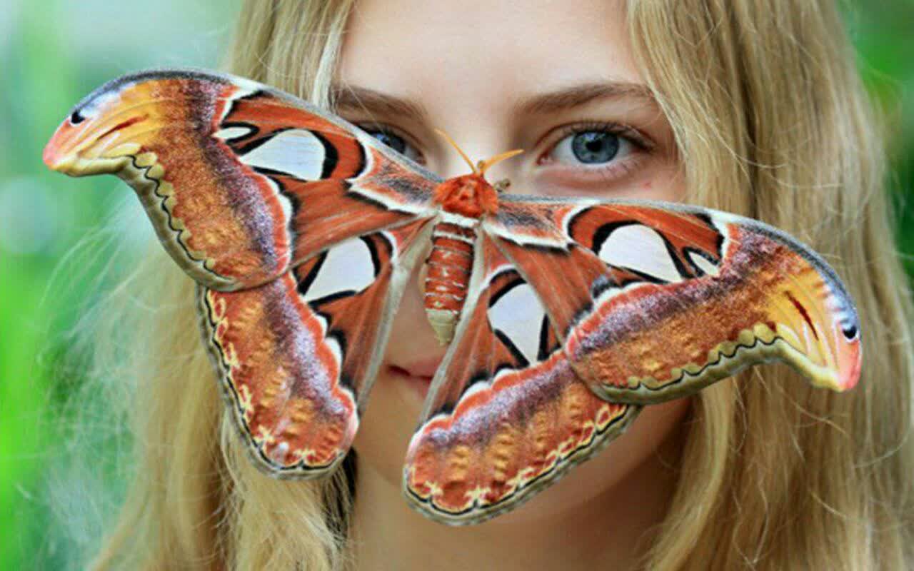 پروانه اطلس