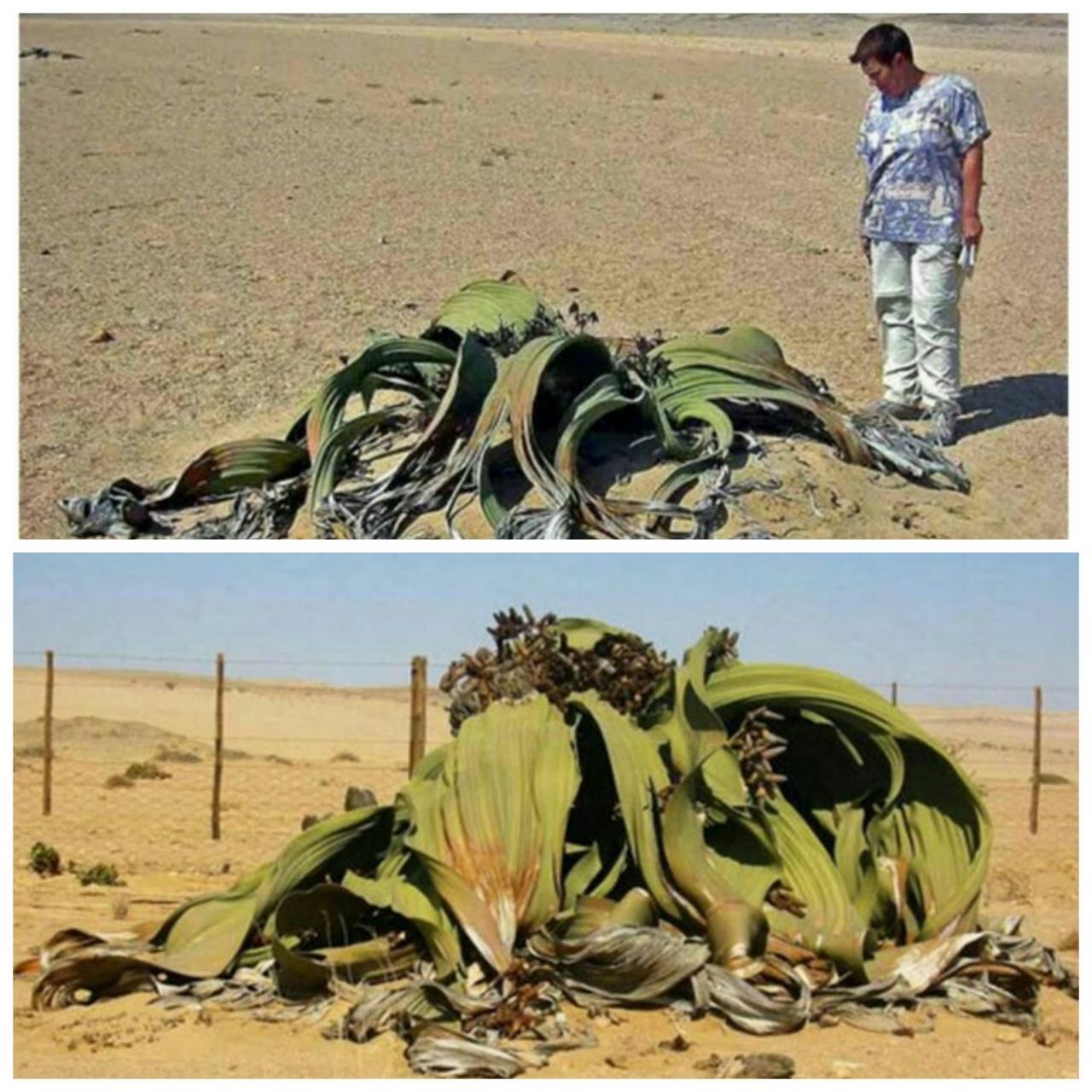 زشترین گل جهان