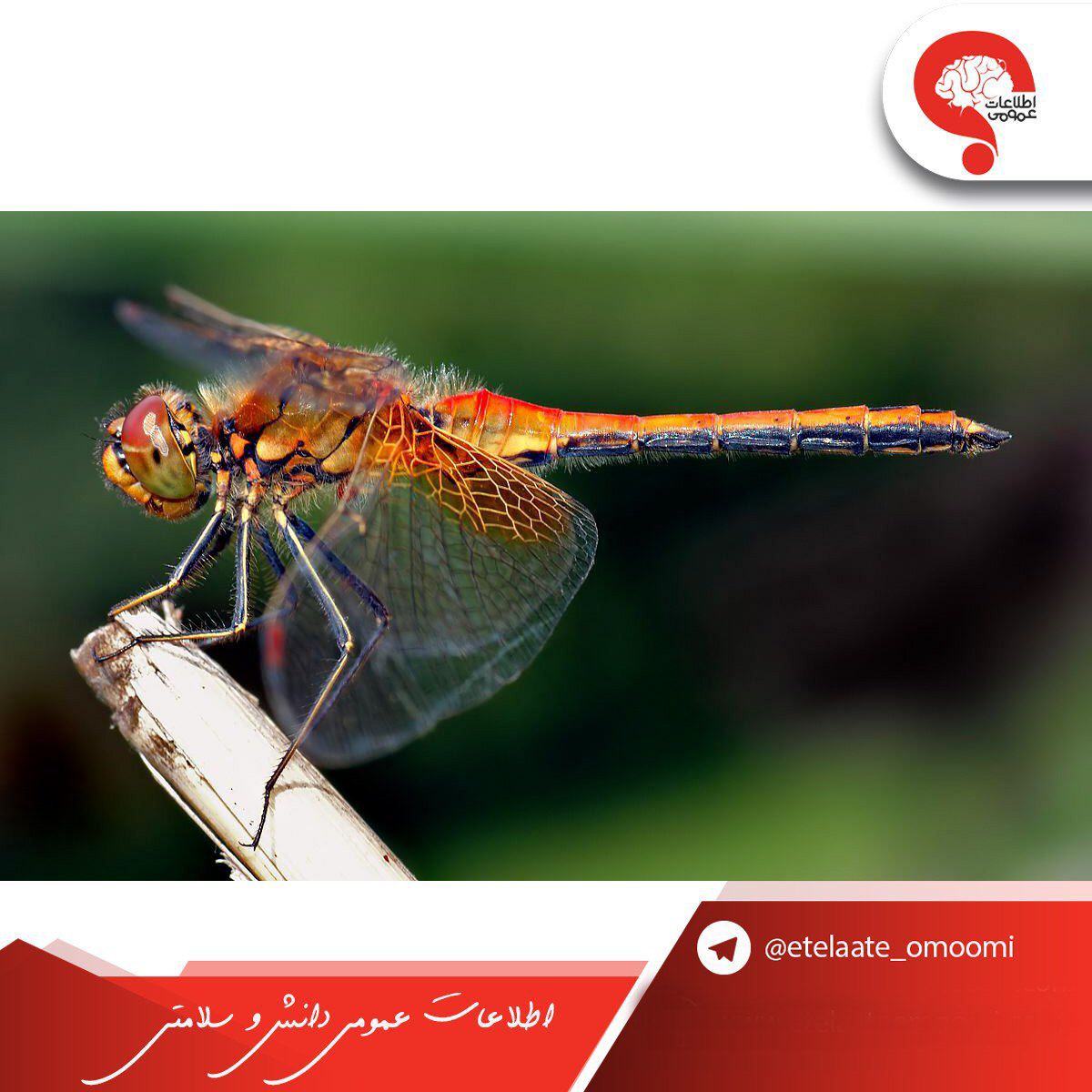 موفق ترین شکارچی در بین حشرات