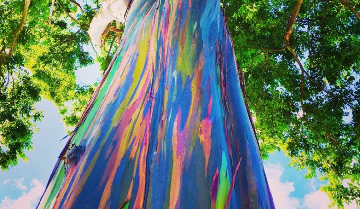 درخت رنگین کمان