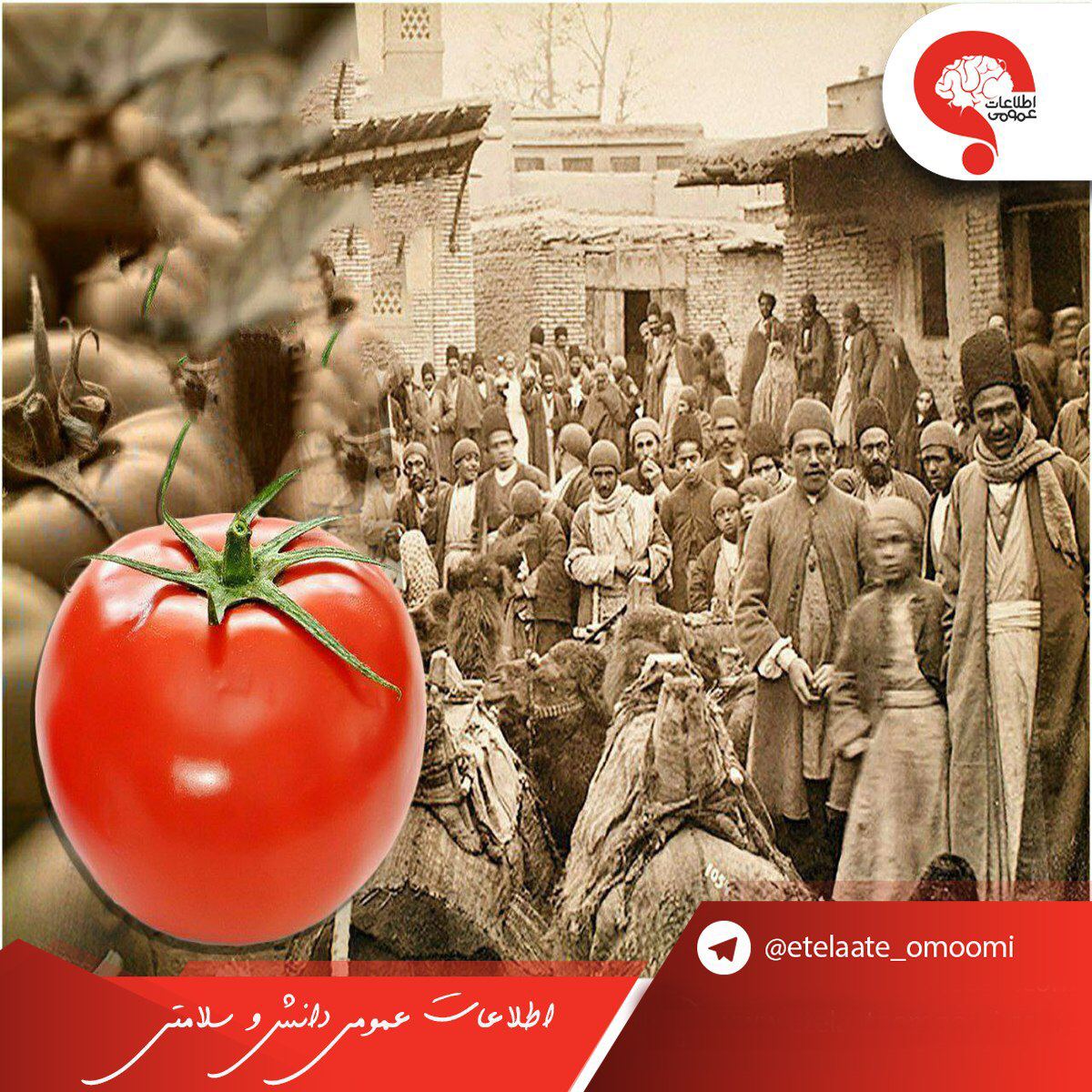 تاریخ ورود گوجه فرنگی به ایران