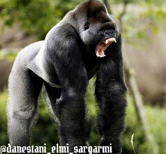 قدرتمندترين موجودات زنده 