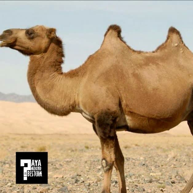 حرکت شترها شبیه حرکت کشتی