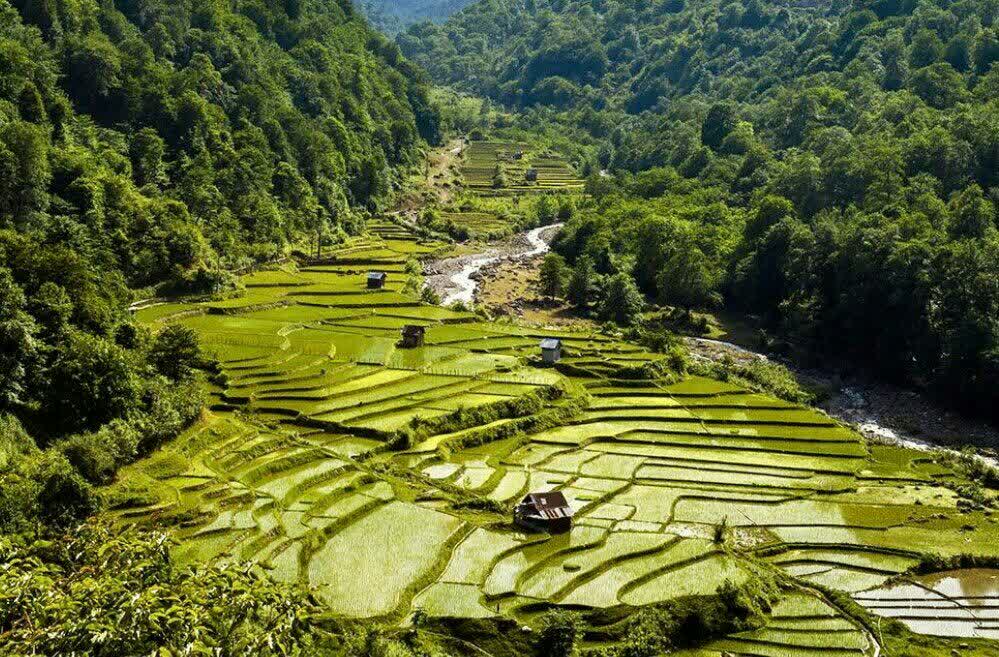 شاليزارهای بابل