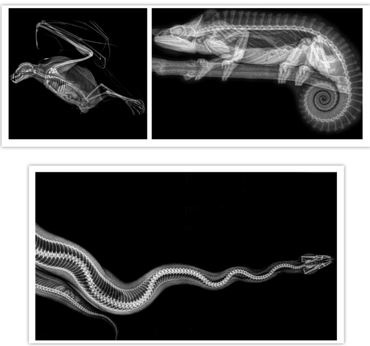 اسکلت حیوانات