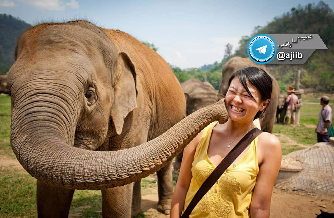 واکنش مغز فیلها هنگام دیدن انسانها