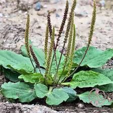 خواص گیاه بارهنگ