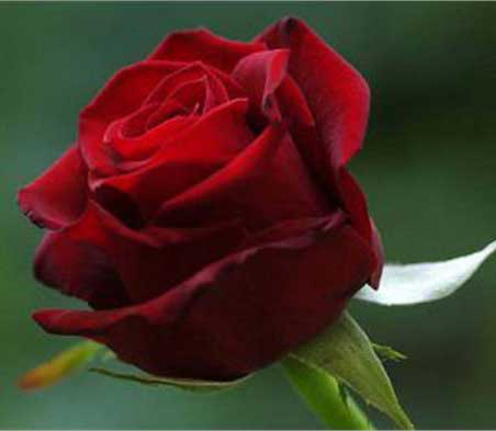 خواص گل سرخ 