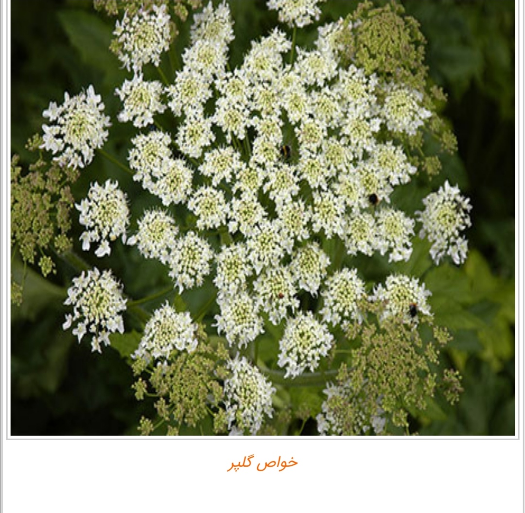 درمان بیماری قارچی با گلپر