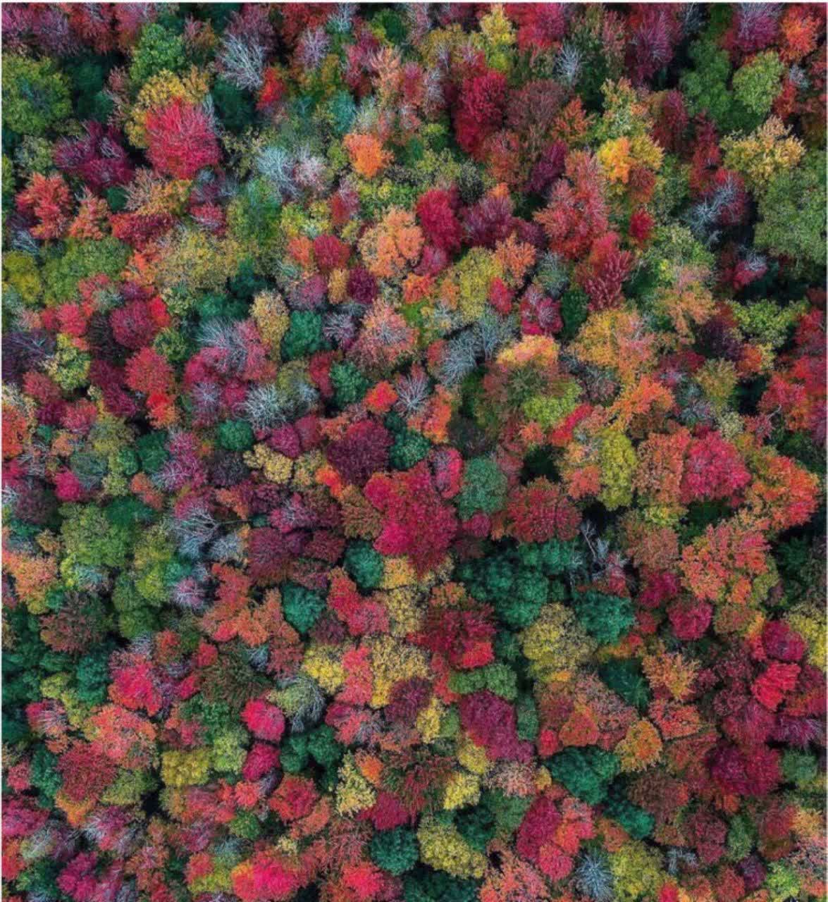 تمام رنگهای پاییز