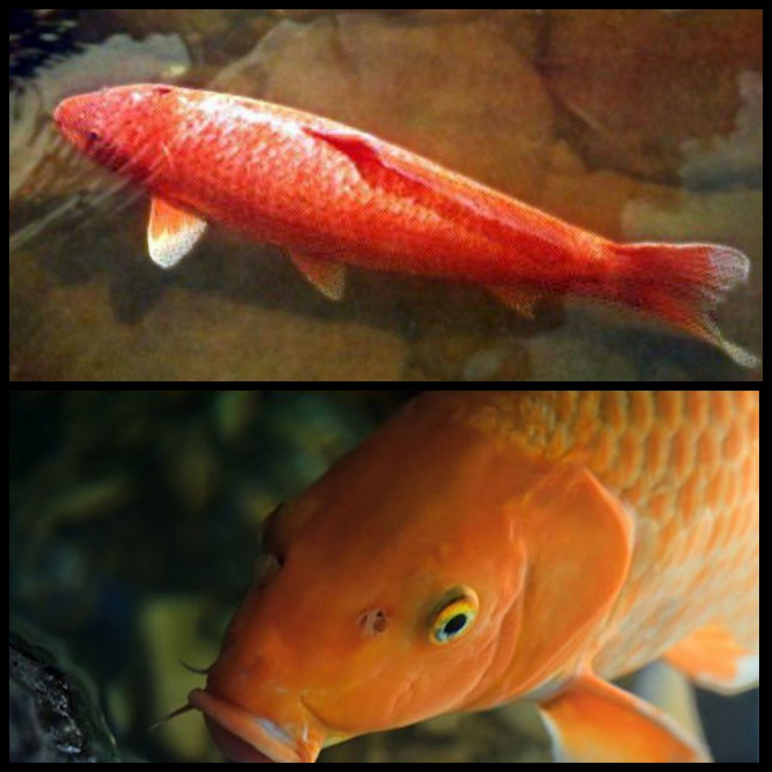 پیرترین ماهی دنیا