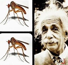 زمان براى موجودات با جرم كم ديرتر مى گذرد 