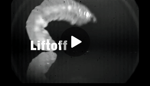 کرمی که بدون بال پرواز میکند 