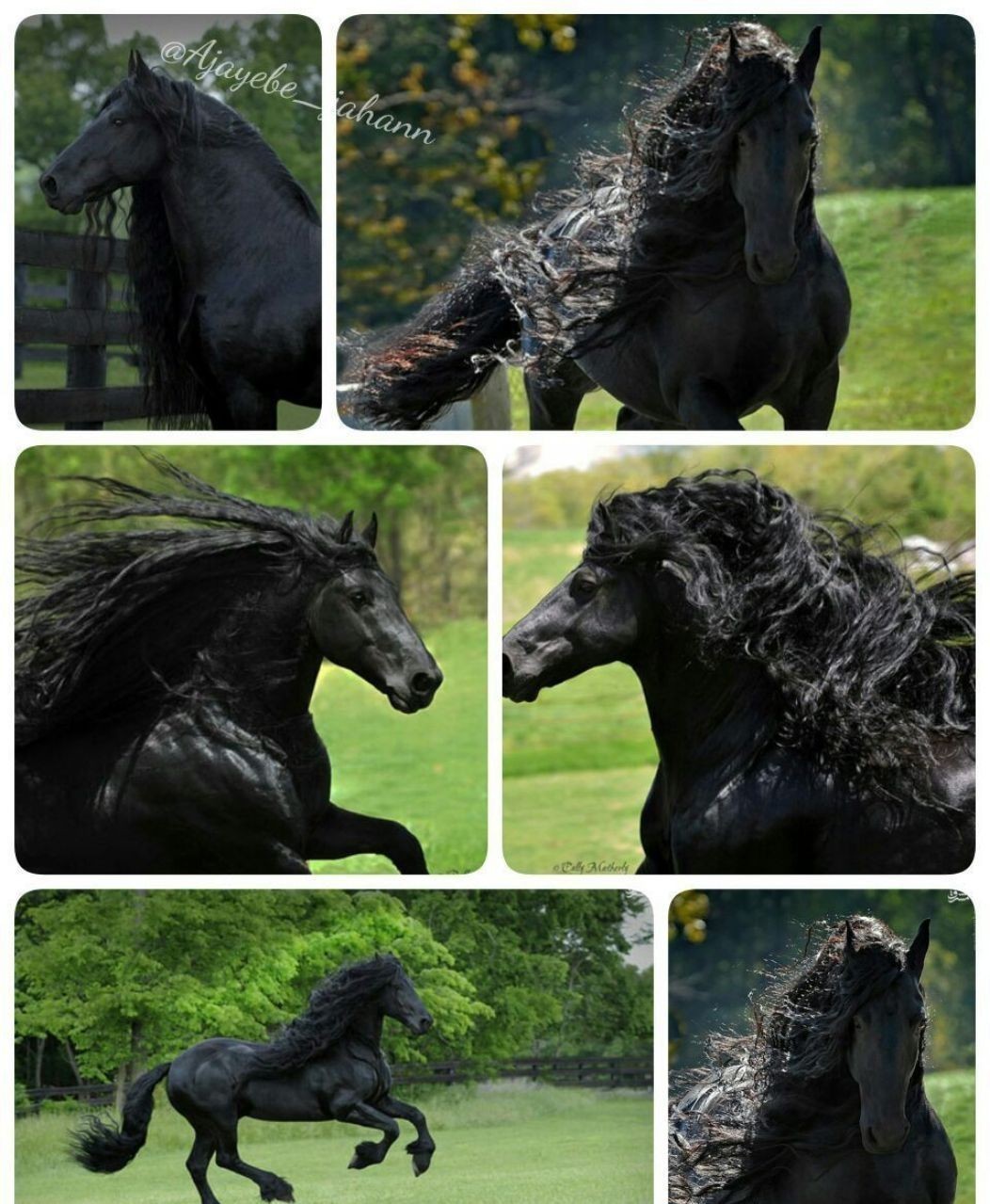 زیباترین اسب جهان