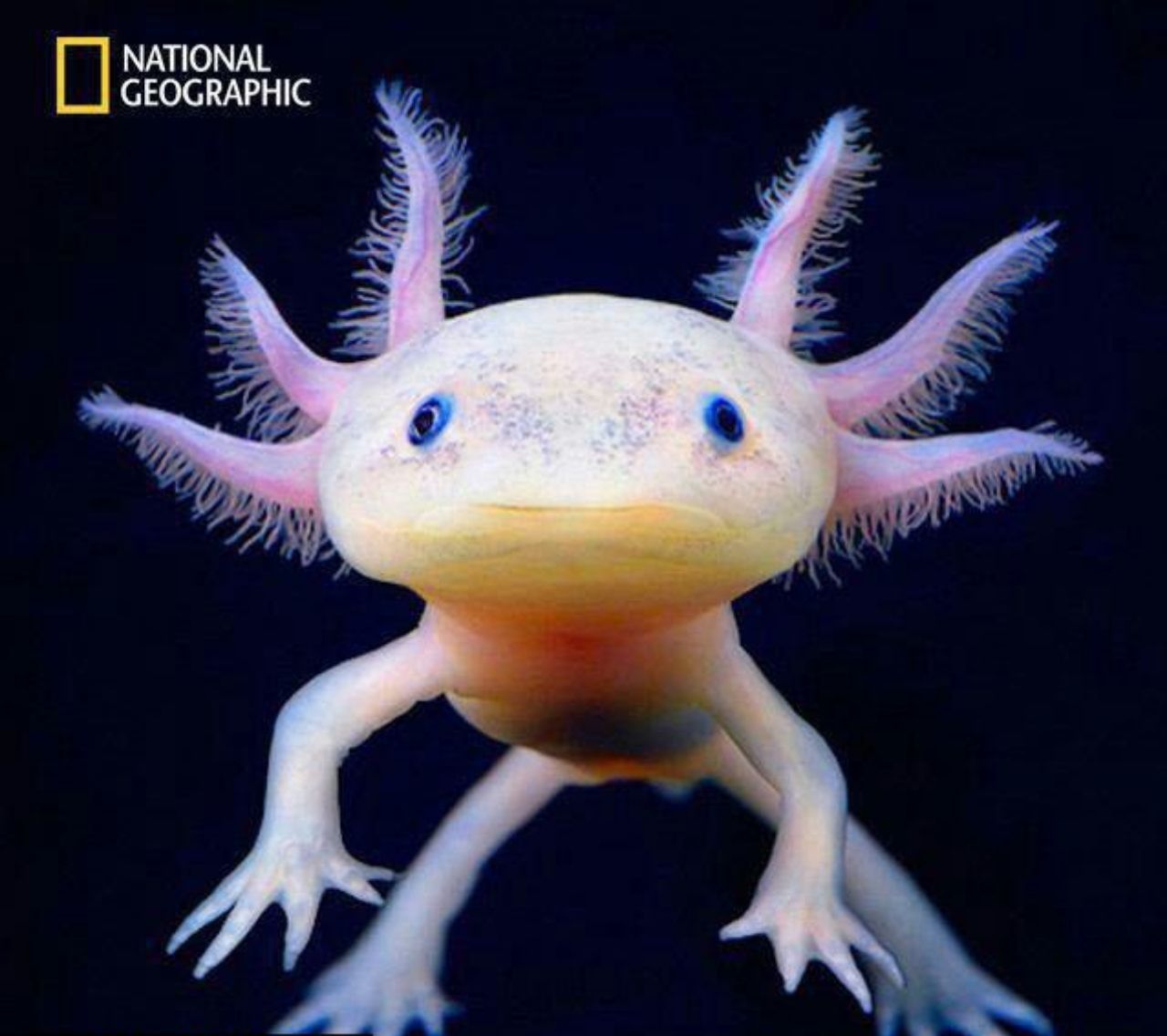 اکسولوتل جالب ترین ماهی دنیا