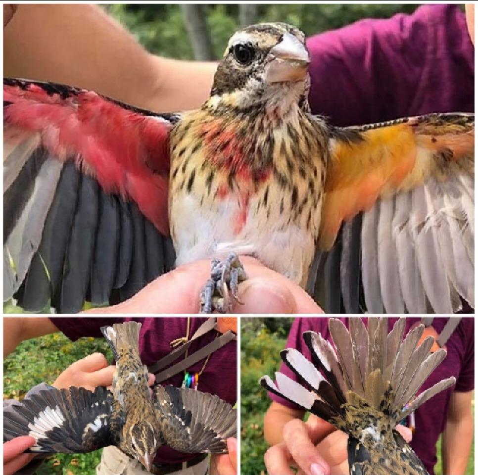 پرنده ای که نصفش نر و نصف دیگرش ماده است