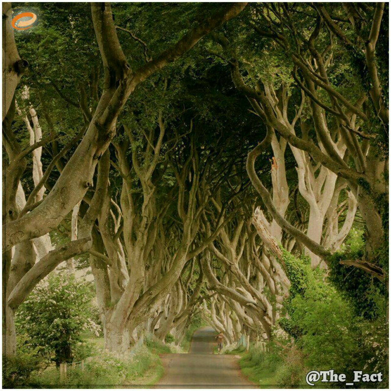 گذرگاه Dark hedges