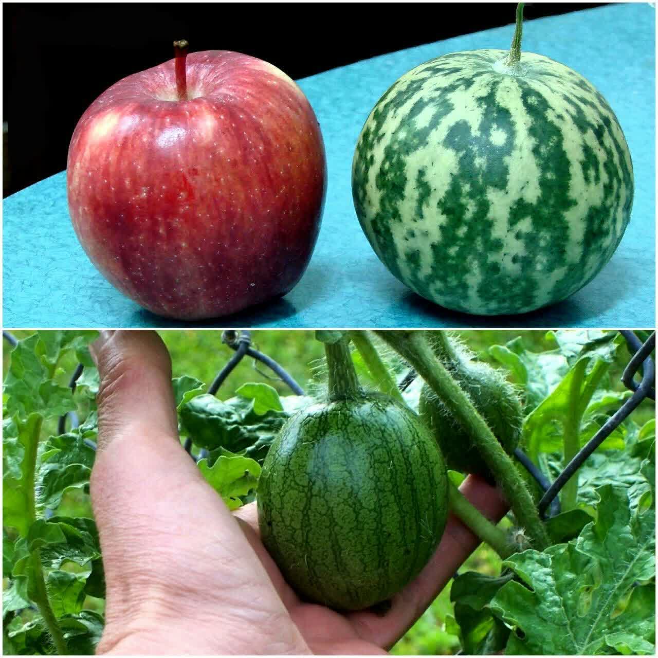 هندوانه ابوجهل