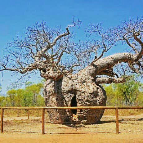 درخت عجیب بائوباب