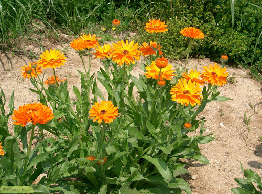 گیاهان دارویی ( گل همیشه بهار )