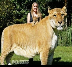 داستان شیر نر و ببر ماده
