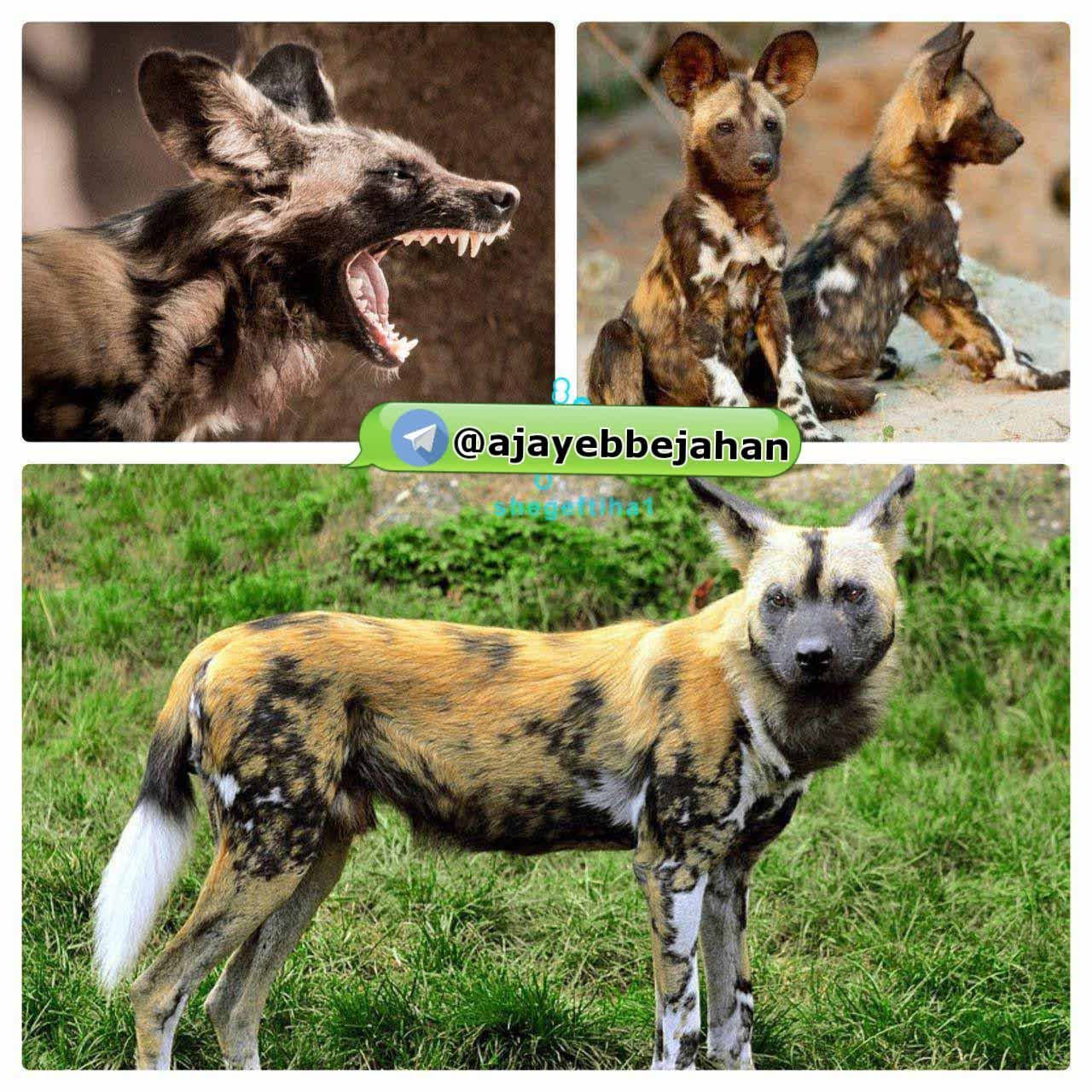 سگ وحشی آفریقا 