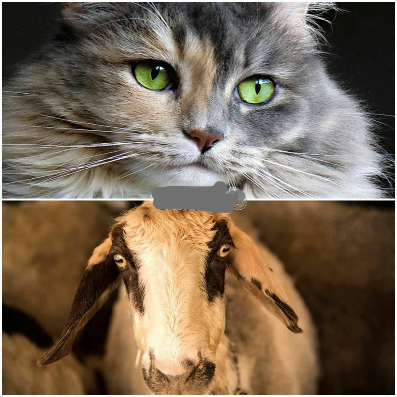 علت عمودی یا افقی بودن مردمک چشم حیوانات