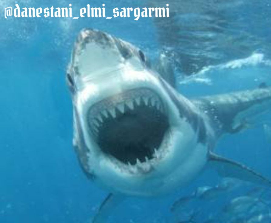 کوسه ماشینی برای شکار