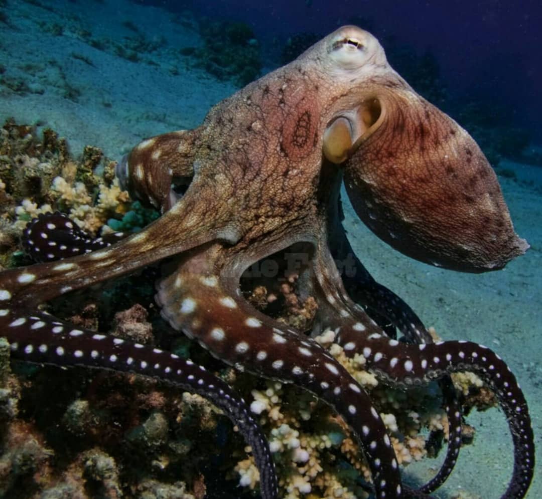 اختاپوسها و جفت گیری غم انگیز