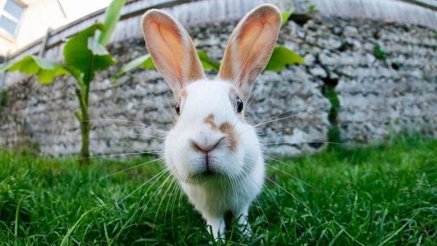 خرگوشها مدفوع خود را میخورند