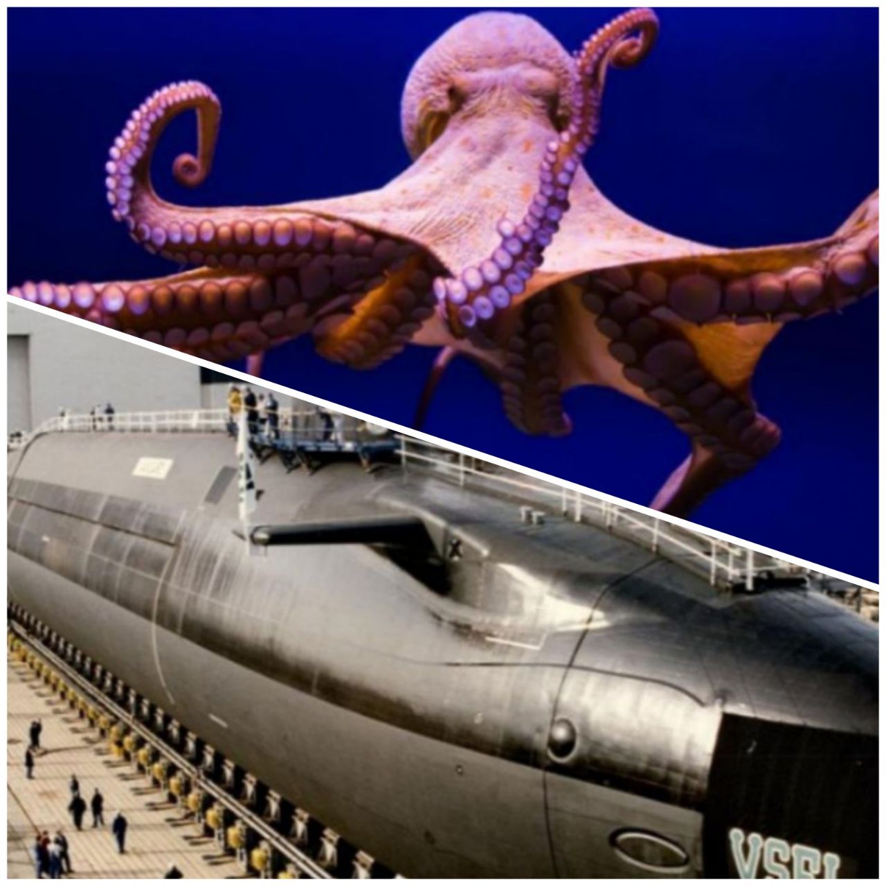 بزرگترین اختاپوس