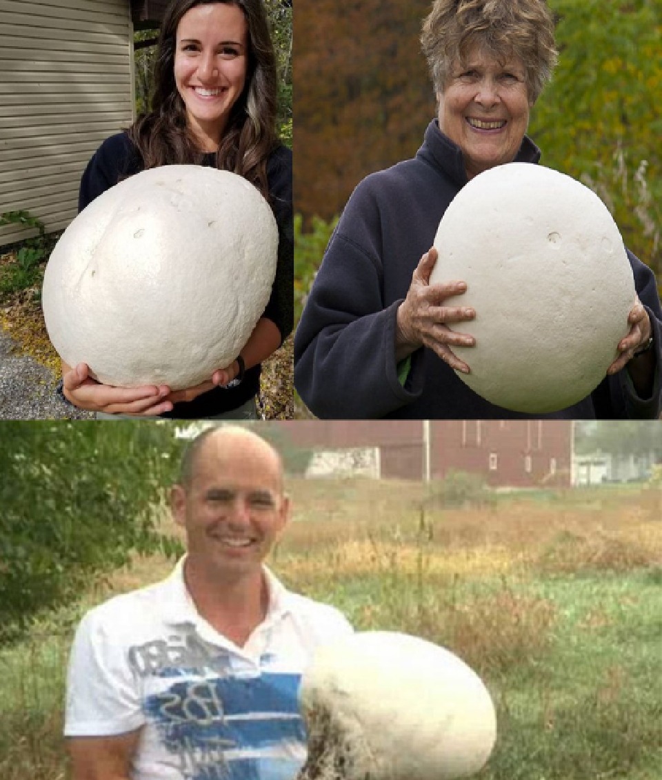 بزرگترین قارچ