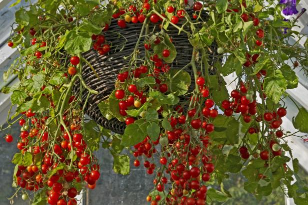 کاشت گوجه گیلاسی