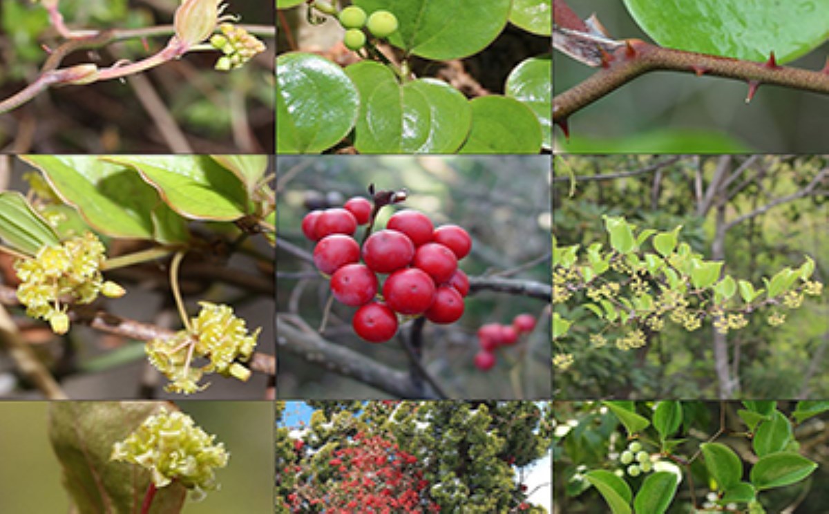 گیاهان دارویی (چوب چینی)