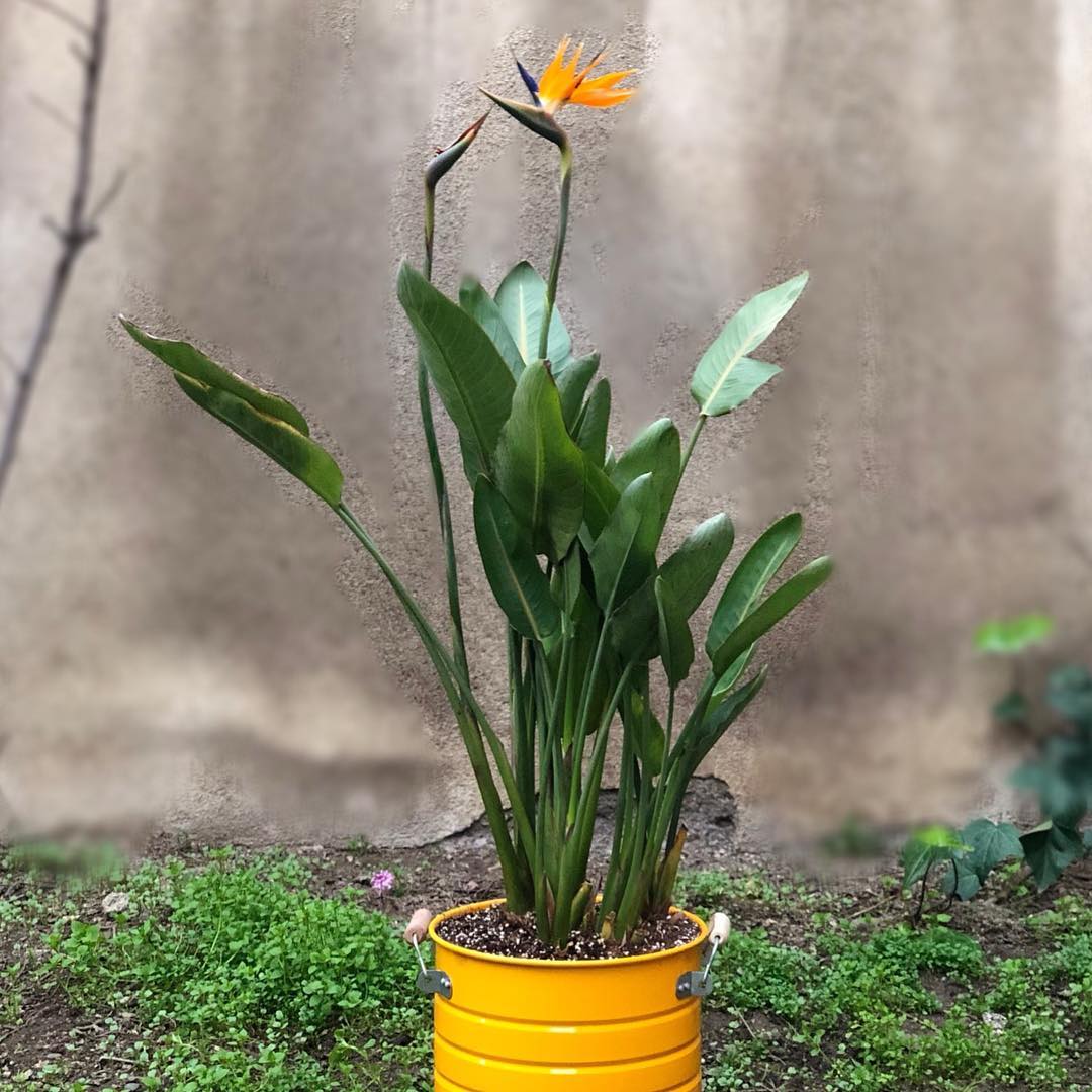 گل پرنده بهشتی