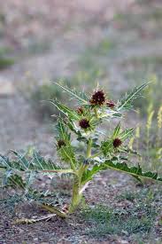 گیاهان دارویی ( کنگر)