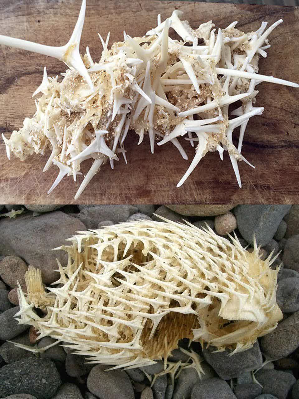 استخوان های ماهی بادکنکی 